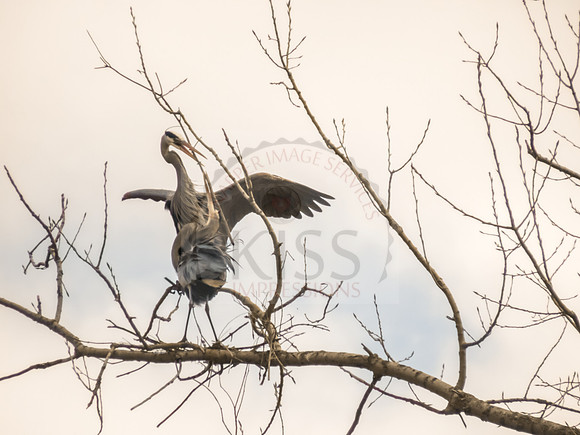 Blue heron couple - IMG_0314