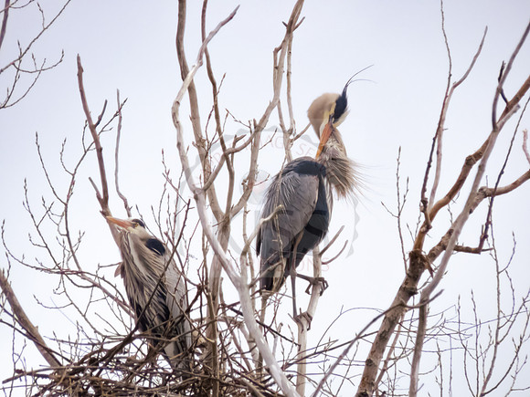 Blue heron couple 1 - IMG_0278