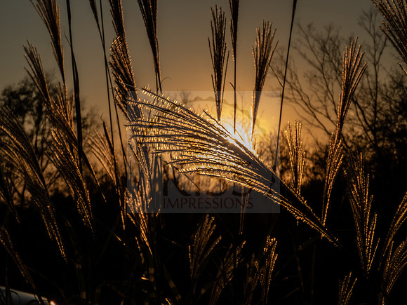 Grasses in sunset - IMG_1374
