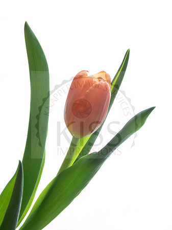 Passion symbol