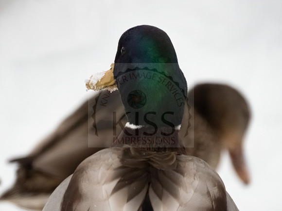 Fancy feather design.