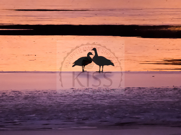 Canadian geese couple - IMG_2530