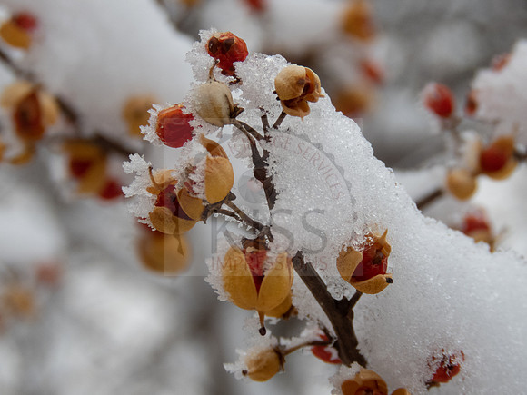 Winter color