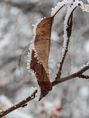 Jack Frost.