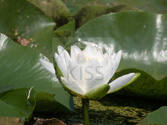 Water Lily Bloom - IMG_2902