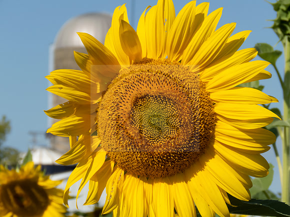 Sunflower and Silo - IMG_7659
