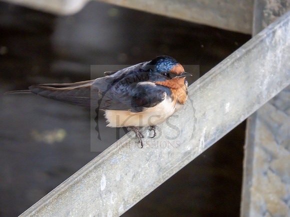Barn swallow - IMG_5687