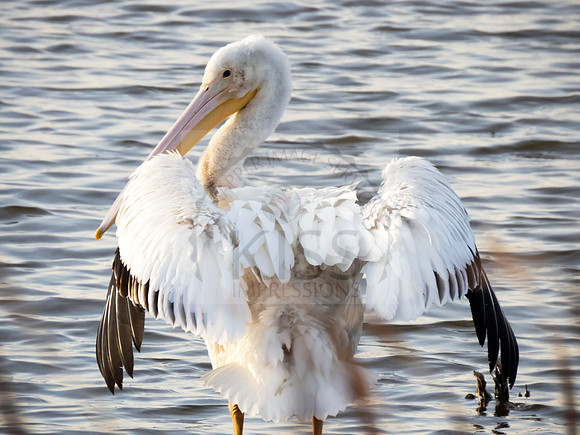 American white pelican - IMG_4584