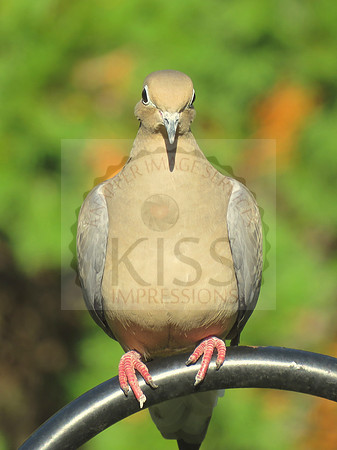 A round bird.