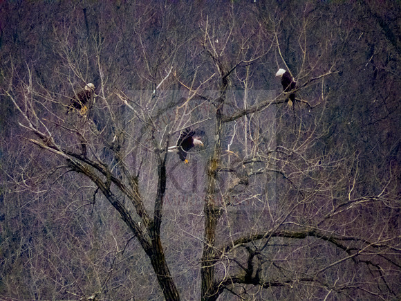 American bald eagles - IMG_5232
