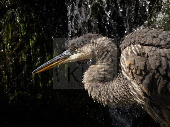 Blue heron juvenile - IMG_3010
