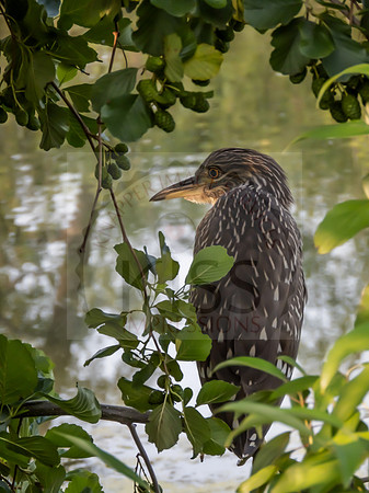 Black-crowned Night Heron