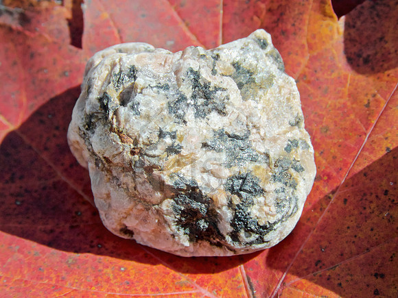 An autumn gem.
