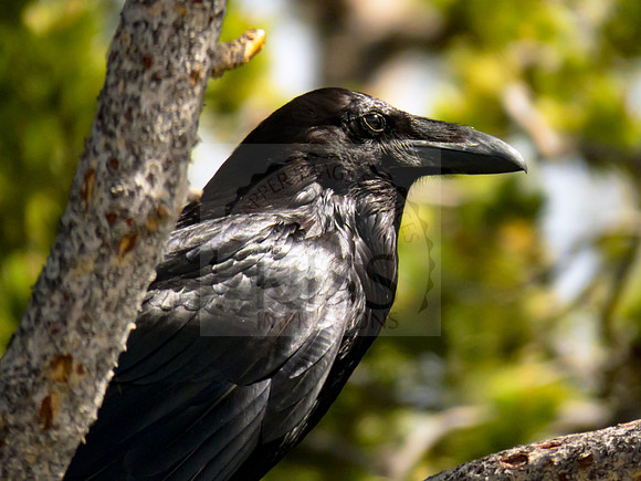 Symbol of wisdom, affection, healing powers, longevity, death and fertility