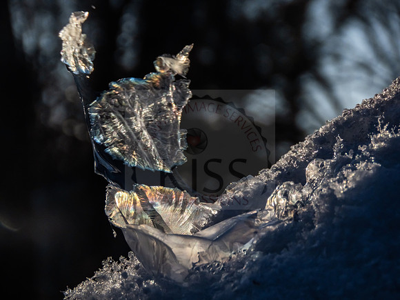 Frozen ice flower