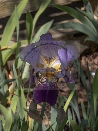 Bearded Iris - IMG_5013