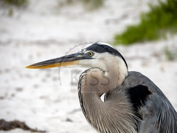 Great blue heron profile - IMG_3271HR