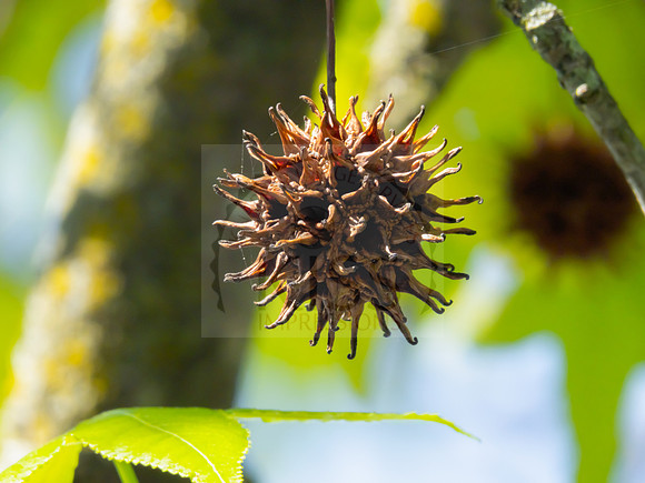 Sweet gum tree spike - IMG_4880