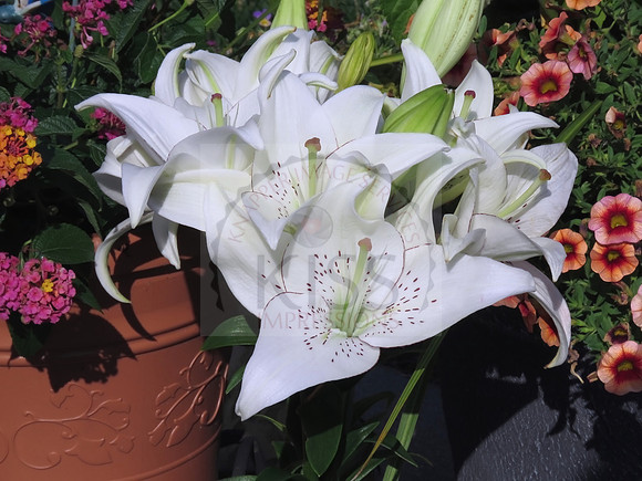 Vibrant, fragrant, trumpeting flowers.