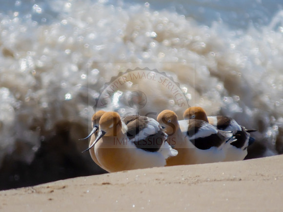 American avocets - IMG_0360
