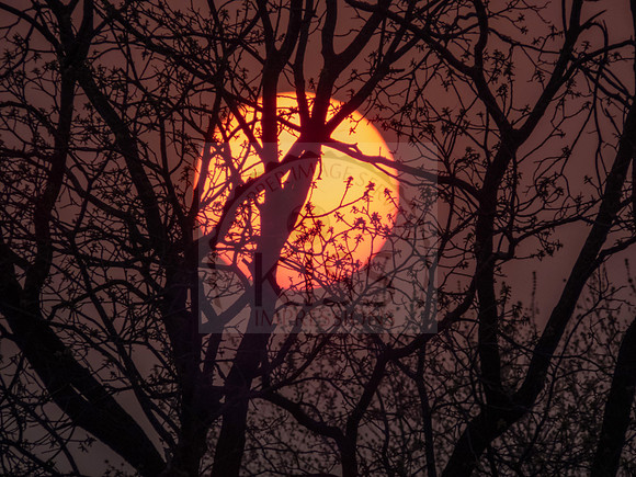 Sunset through tree branches - IMG_4317