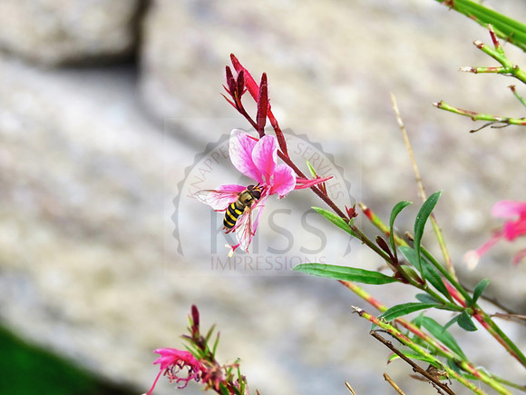 Bee polinating