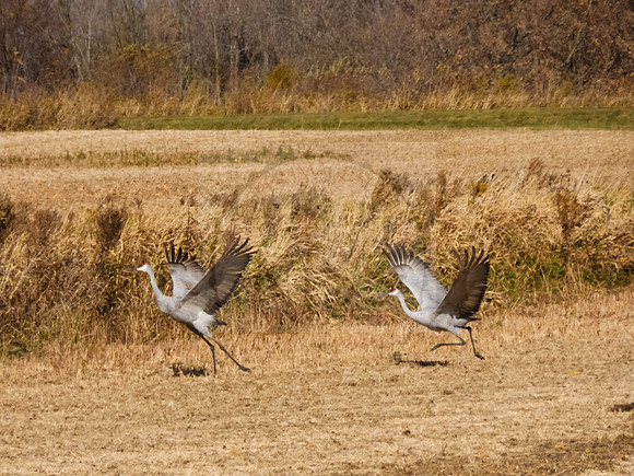 Sandhill cranes taking flight - IMG_5172