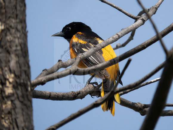 Baltimore oriole - IMG_2197