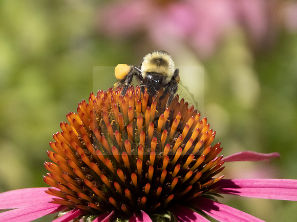 Bumblebee on coneflower - IMG_7573