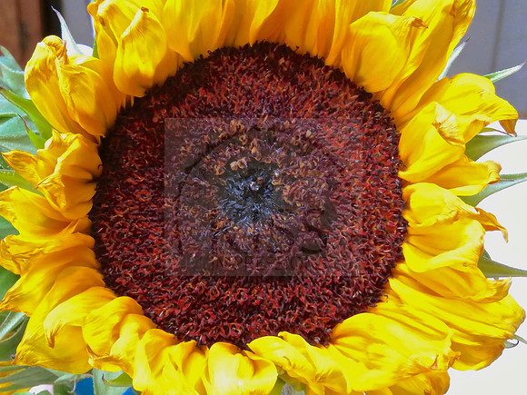 Bright summer flower.