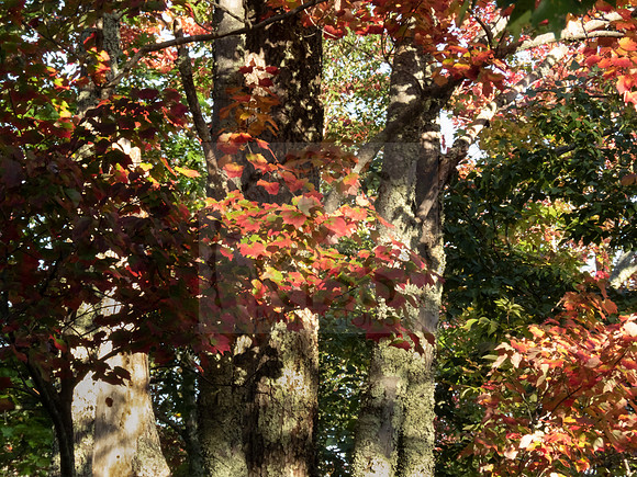 Autumn Tree - IMG_8535