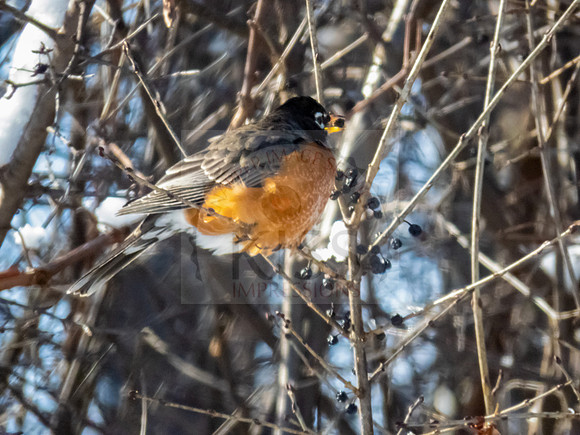 American robin - IMG_8247