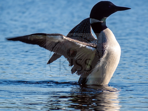 Common Loon - IMG_0524