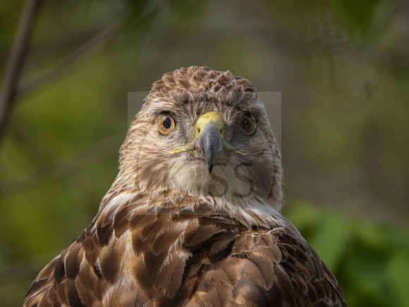 Red-tailed hawk close-up - IMG_7272
