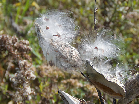 Wishes in the wind.