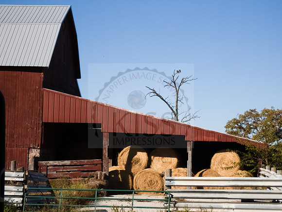 Red barn and eagle couple - IMG_2999
