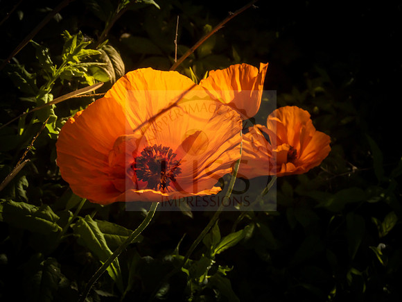 Sunlit poppies - IMG_7653