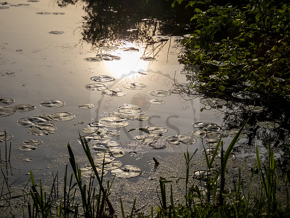 Morning lilypads - IMG_7004