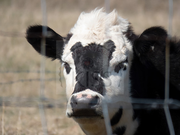 Daisy cow on farm