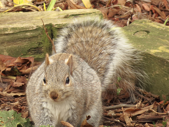 Posing squirrel.