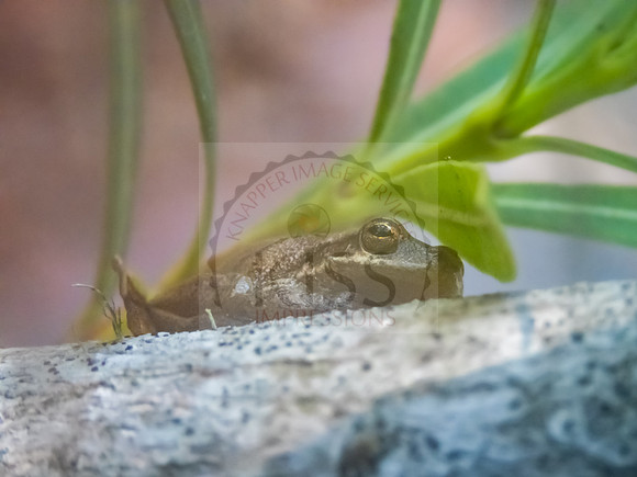 American green tree frog - IMG_2584